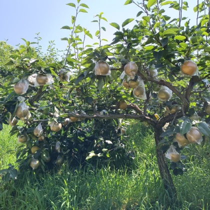 贵州黄花梨产地行情