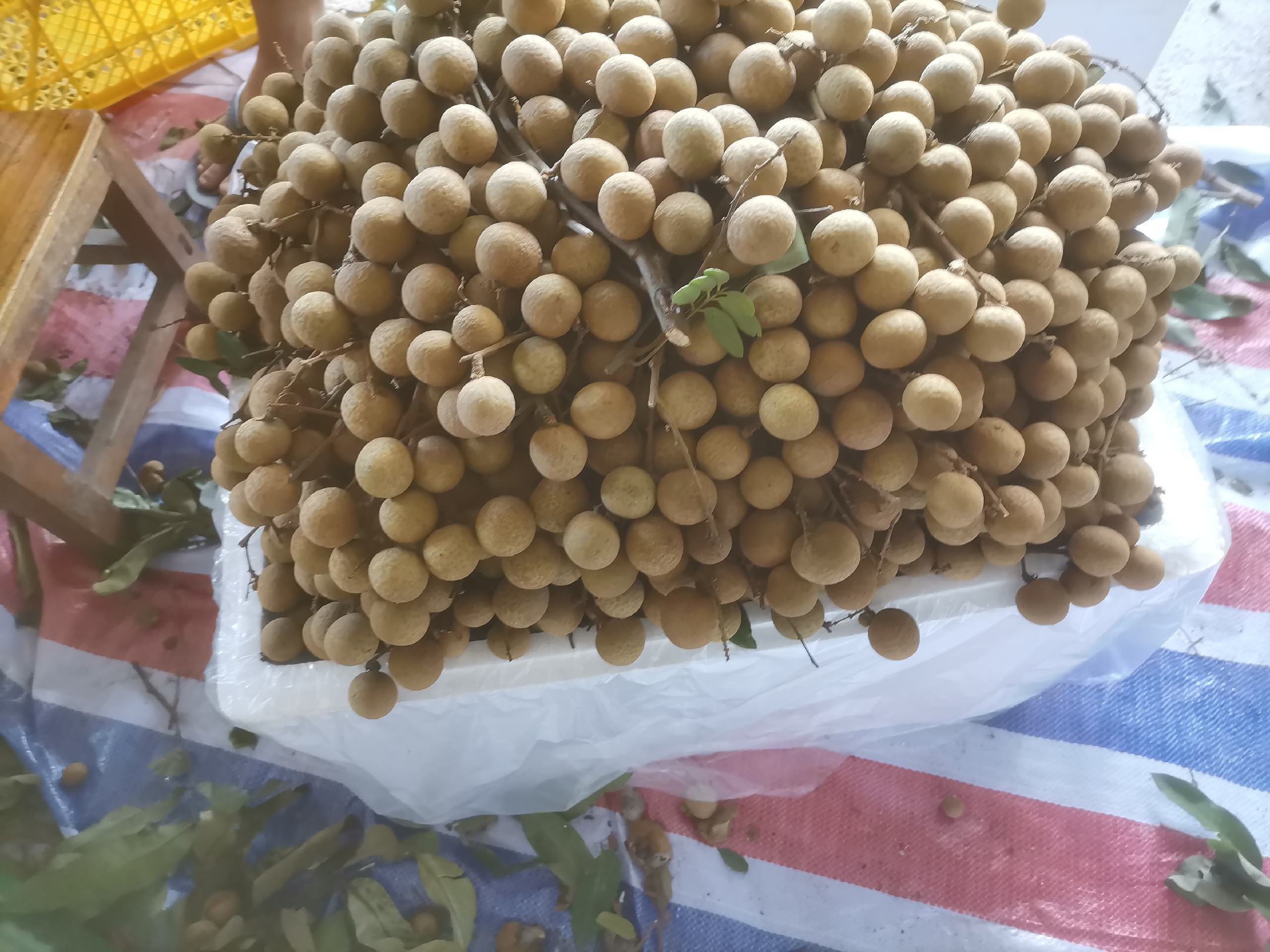 两个透明塑料盒内分别放置石硖与储良龙眼,置于家用冰箱冷藏室隔层中。标签注明采摘时间与存放天数(第0天、第3天、第7天)。观察到第7天时,石硖果皮轻微皱缩但仍完整,储良部分果肉出现轻微浑浊软化现象 新鲜龙眼冷藏保存实验对比图