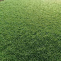 大量马尼拉草皮优惠供应