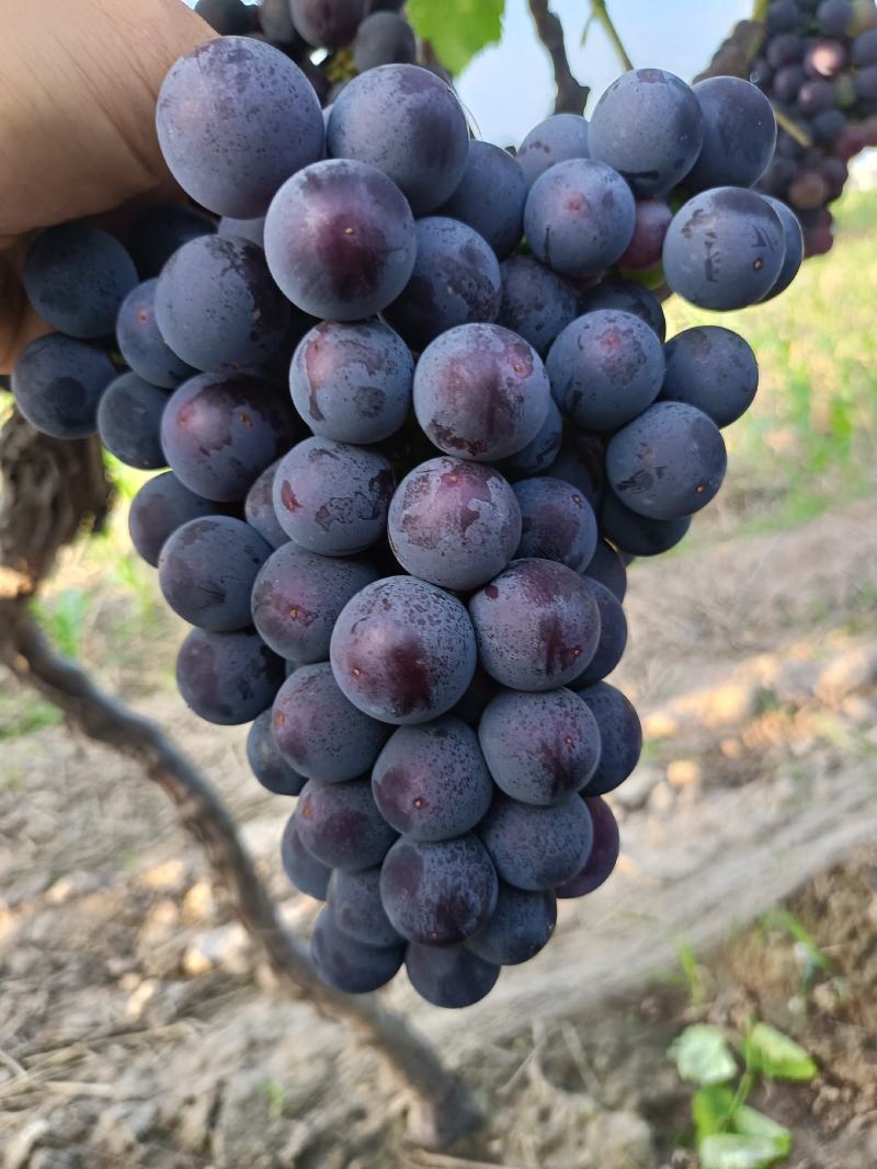 永济市兴华王葡萄