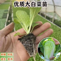 白菜苗黄心白菜苗抗病毒抗寒抗涝耐高温保活包回收可代育苗