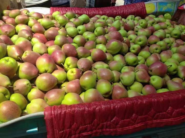 果农正在果园中采摘成熟的红梨,手中握着一颗颜色鲜艳的七月红梨 红梨采摘场景