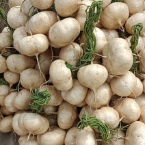 地瓜，凉薯，豆薯