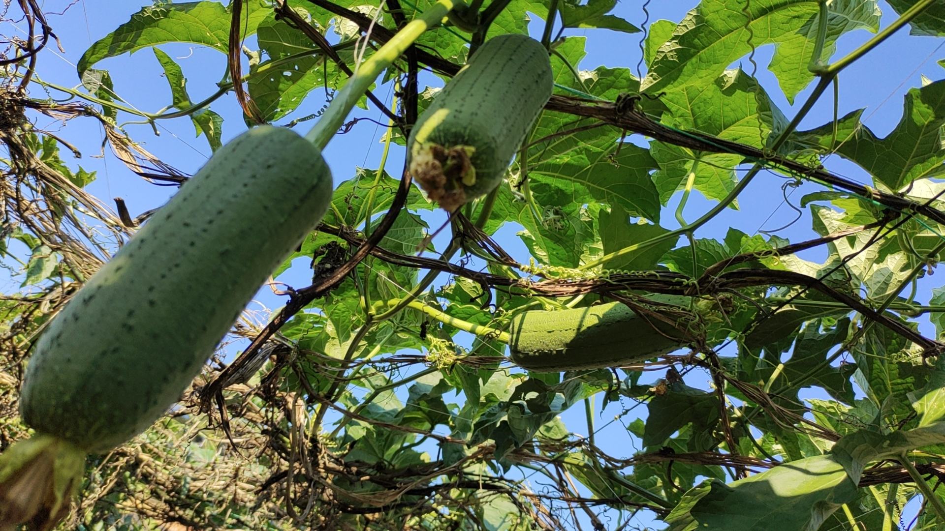 丝瓜藤上的成熟丝瓜