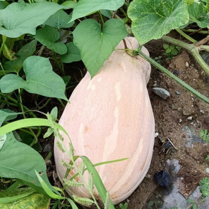 江密南瓜多个品四川本地密本南瓜,欢迎各大电商平台,超市,批发市场