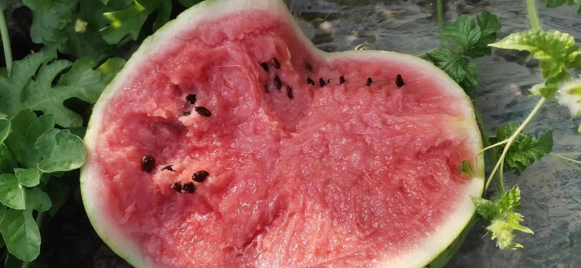 8424西瓜切面特写