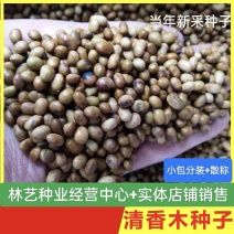 当年新采清香木种子现采现播青香木种籽冷库储存清香木树种子