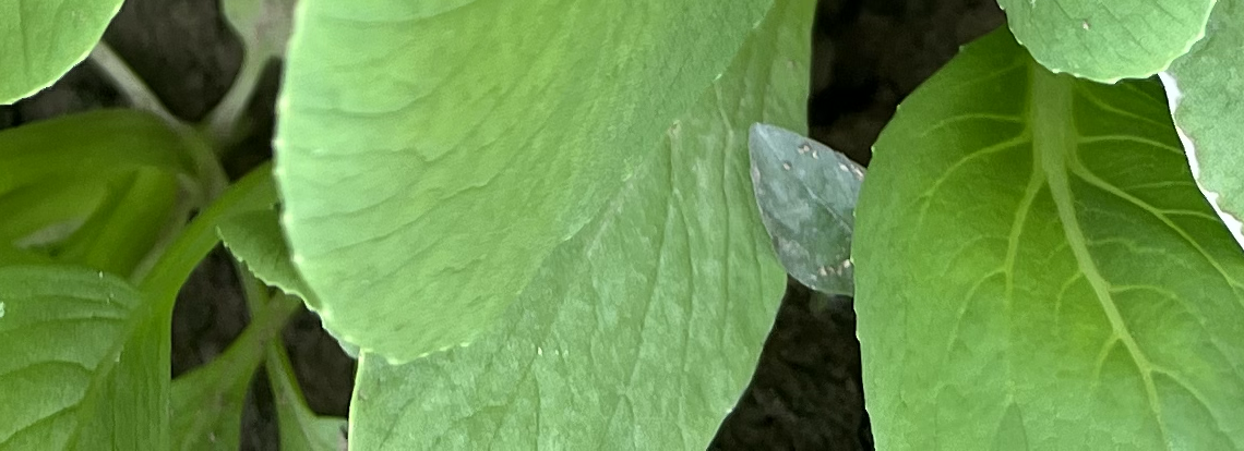 油菜叶片发紫特写,显示典型的低温或缺磷症状 油菜叶片发紫特写
