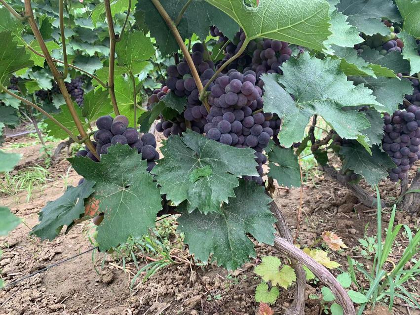 京亚葡萄植株与果穗特写
