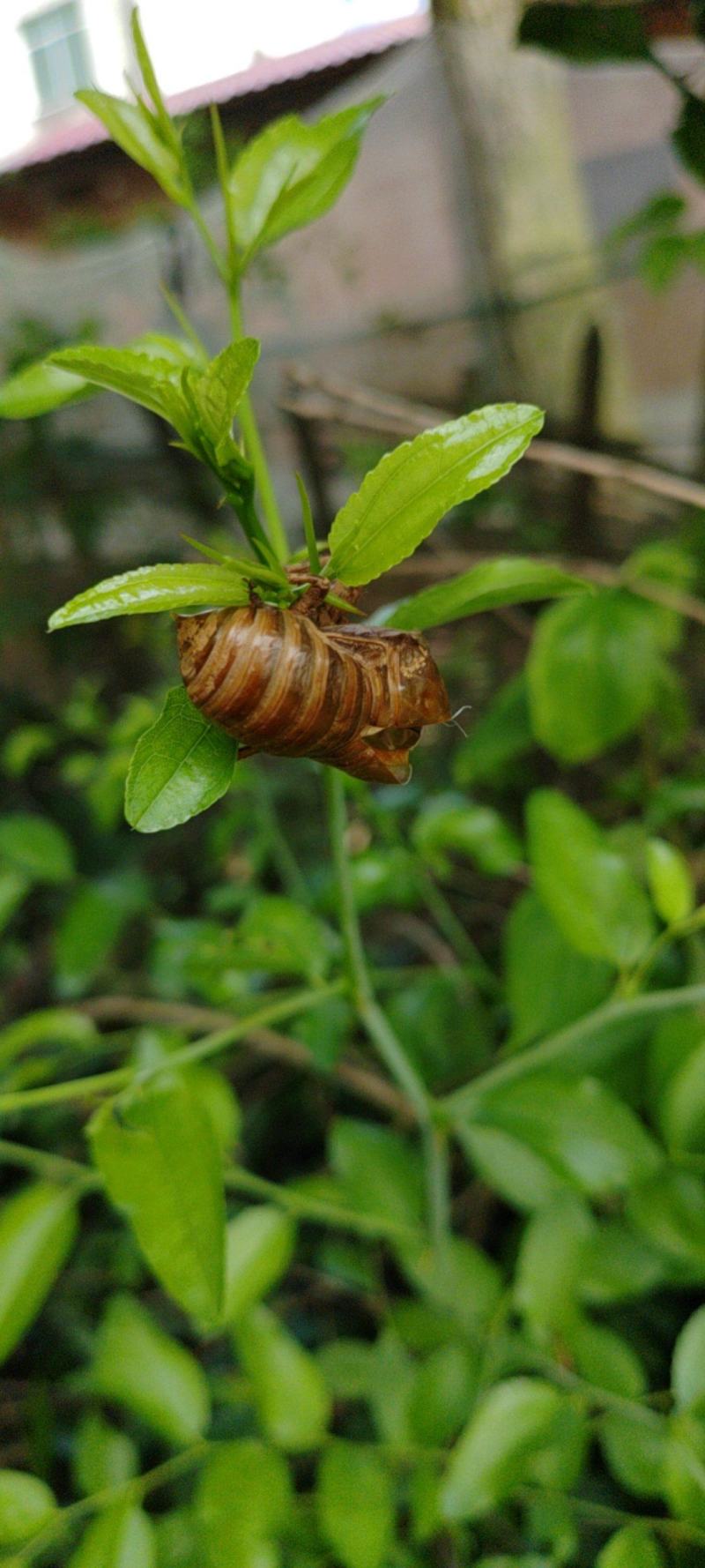 蝉蜕少量,野生蝉蜕,可按两,按克采购,私人药房合适