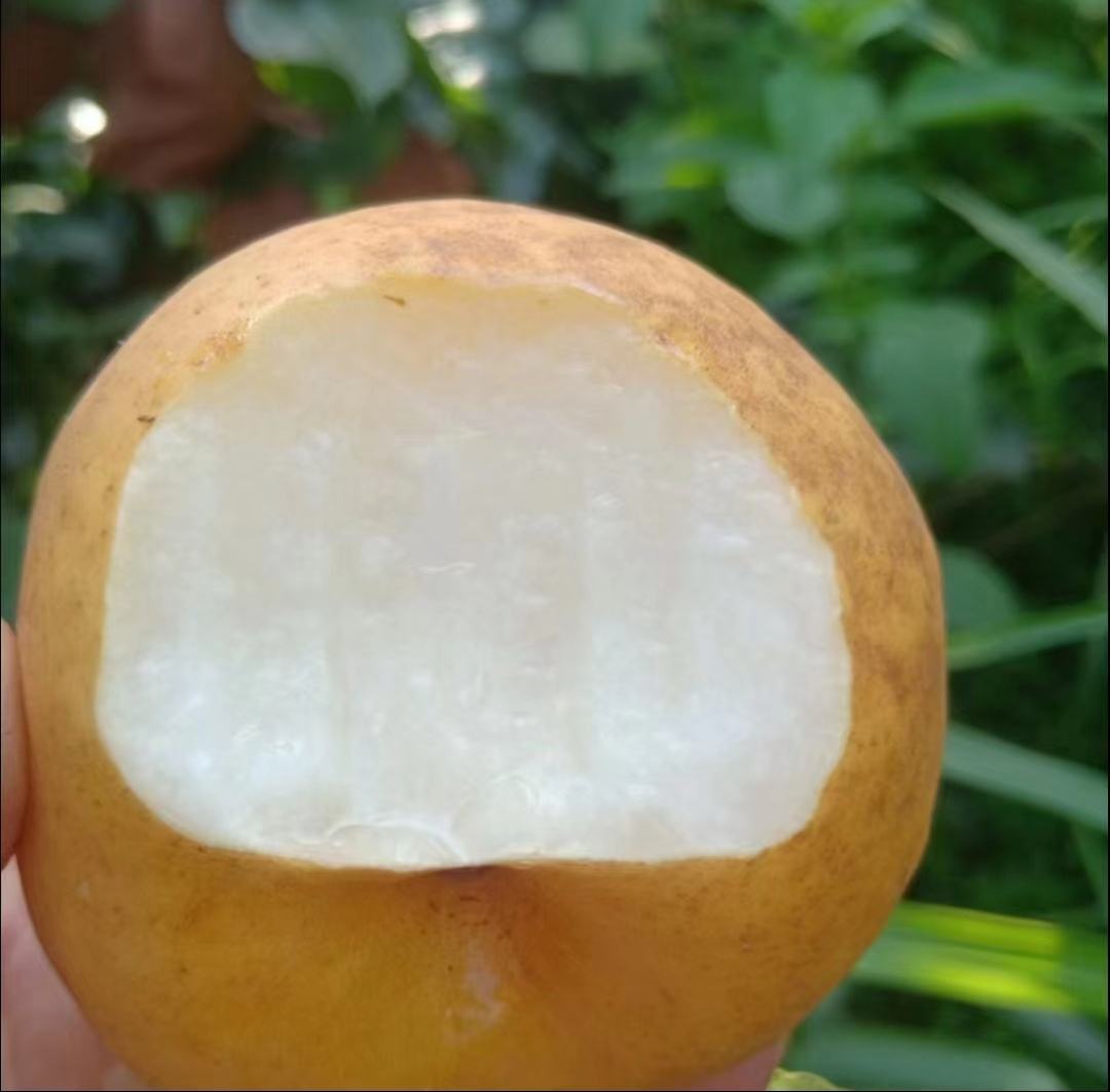 切开的翠冠梨展示其洁白多汁的果肉,突出其口感与水分含量 翠冠梨切开展示果肉