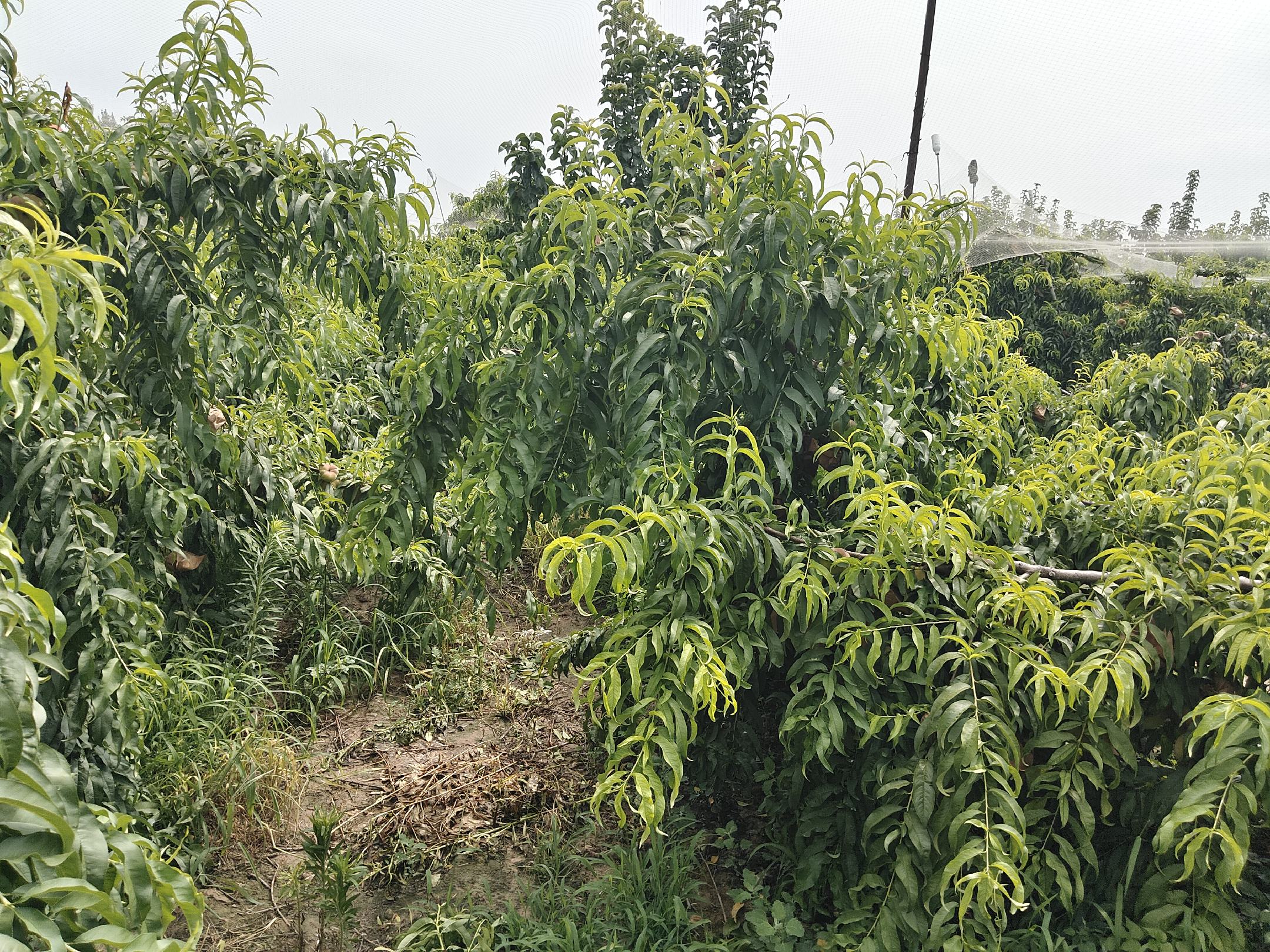 三年生秋月梨果园