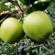 昭通青苹果上市了