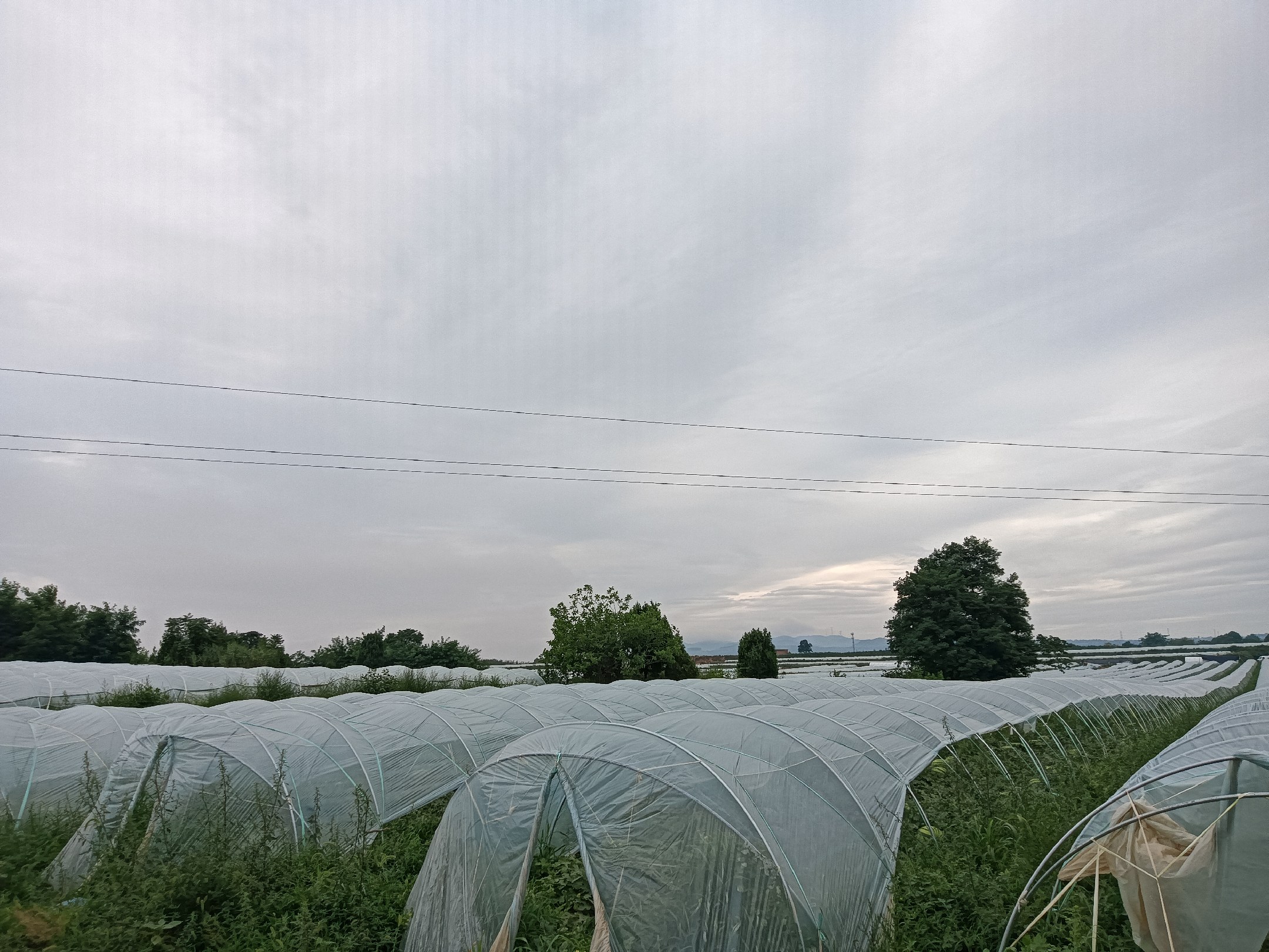 无人机航拍视角下的苏北连片塑料大棚群,整齐排列的大棚内种植着正处于坐果期的美都西瓜,田间道路清晰可见,部分瓜农正在棚内进行整枝管理作业,背景为典型的黄淮平原农田景观 苏北地区美都西瓜大棚种植航拍图