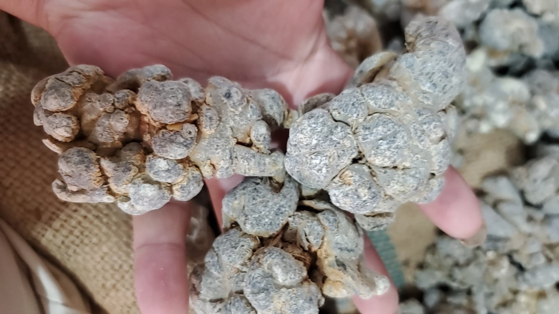 实验室HPLC检测报告特写,坐标轴标注精确保留时间与峰面积,证明西洋参皂苷与熟普茶褐素在75℃混合体系中未发生降解或络合沉淀 专业检测报告局部截图:云南质检院出具的西洋参-熟普混合液HPLC色谱图,清晰标注人参皂苷Rb1(保留时间14.2min)、Rg1(18.7min)及茶褐素(22.5min)三个特征峰,峰形尖锐无拖尾,证实有效成分共存稳定性