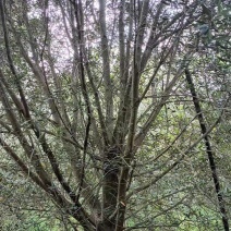 大量油橄榄大树出售，可作园艺造型，果实榨油