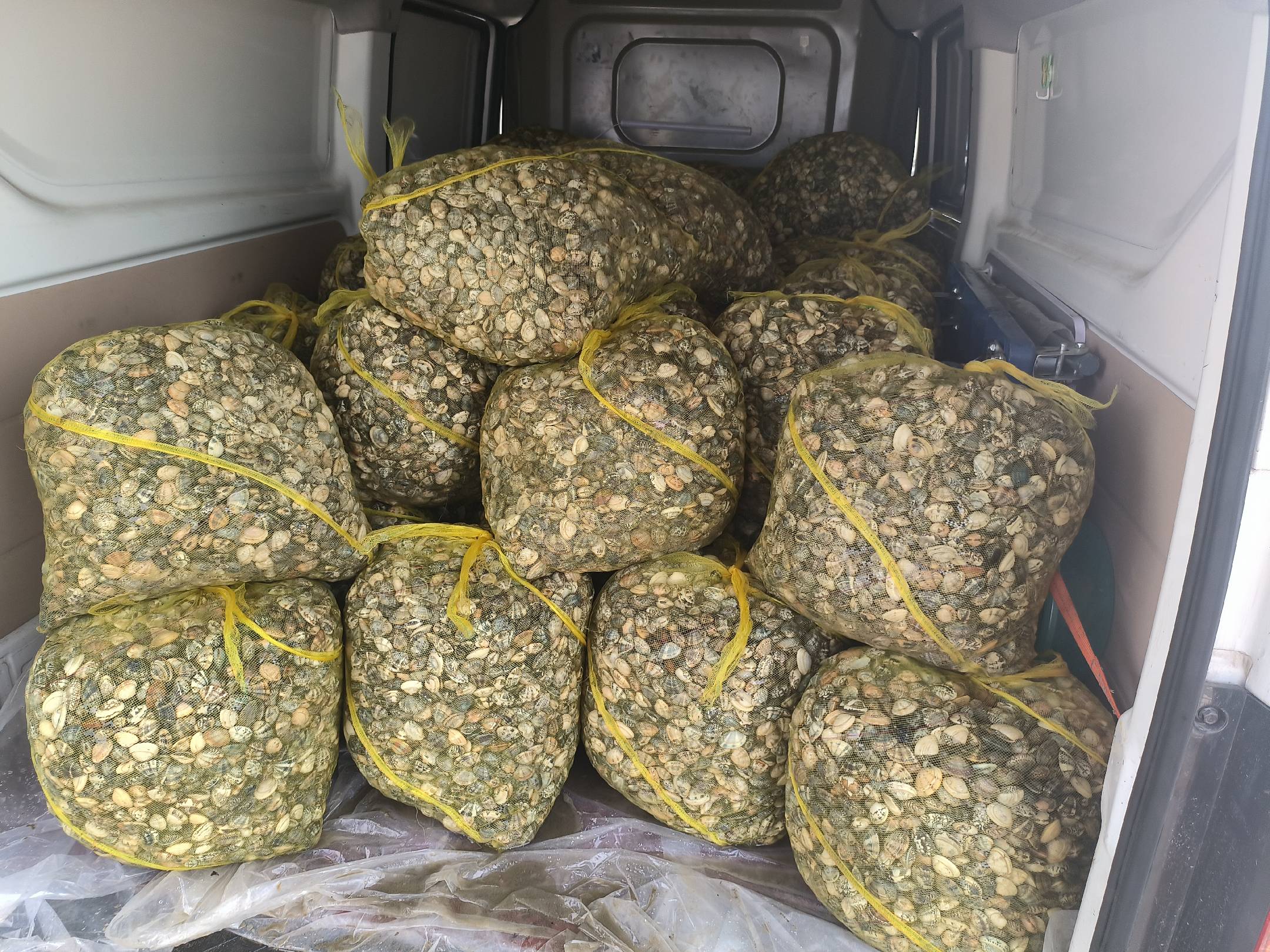 现代化冷链仓库内工人正在对刚到货的花蛤进行分级筛选,传送带连接自动喷淋系统,旁边停靠冷藏货车,准备发往城市商超 花蛤冷链运输与分拣场景