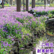 二月兰花种子四季种易活二月兰花籽多年生宿根诸葛菜种子耐阴