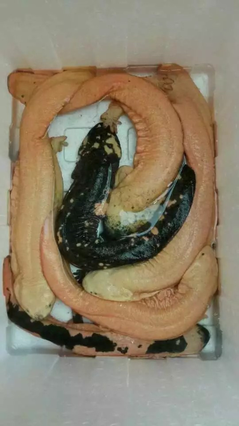 大鲵苗批发：行业的活力与机遇