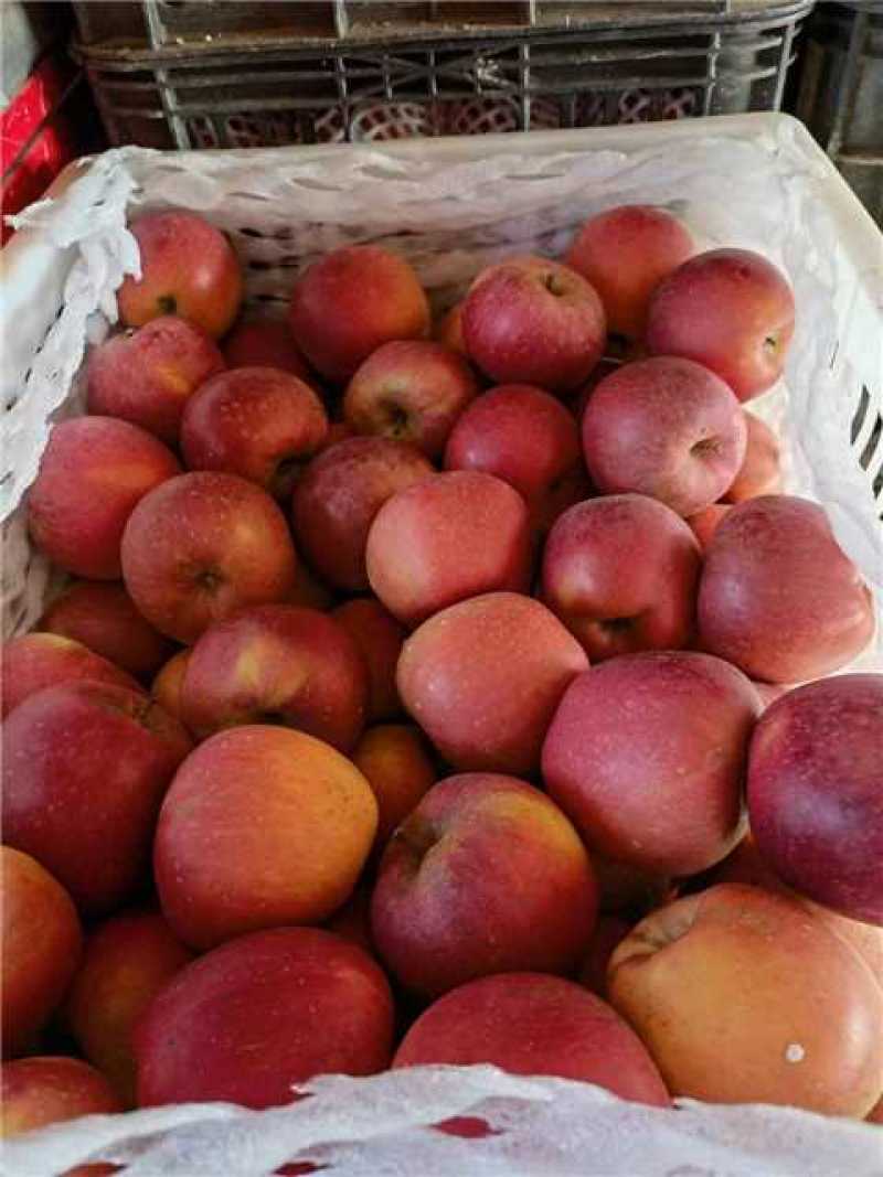云南昭通苹果现摘现发一件代皮薄多汁口感甘甜来电优惠