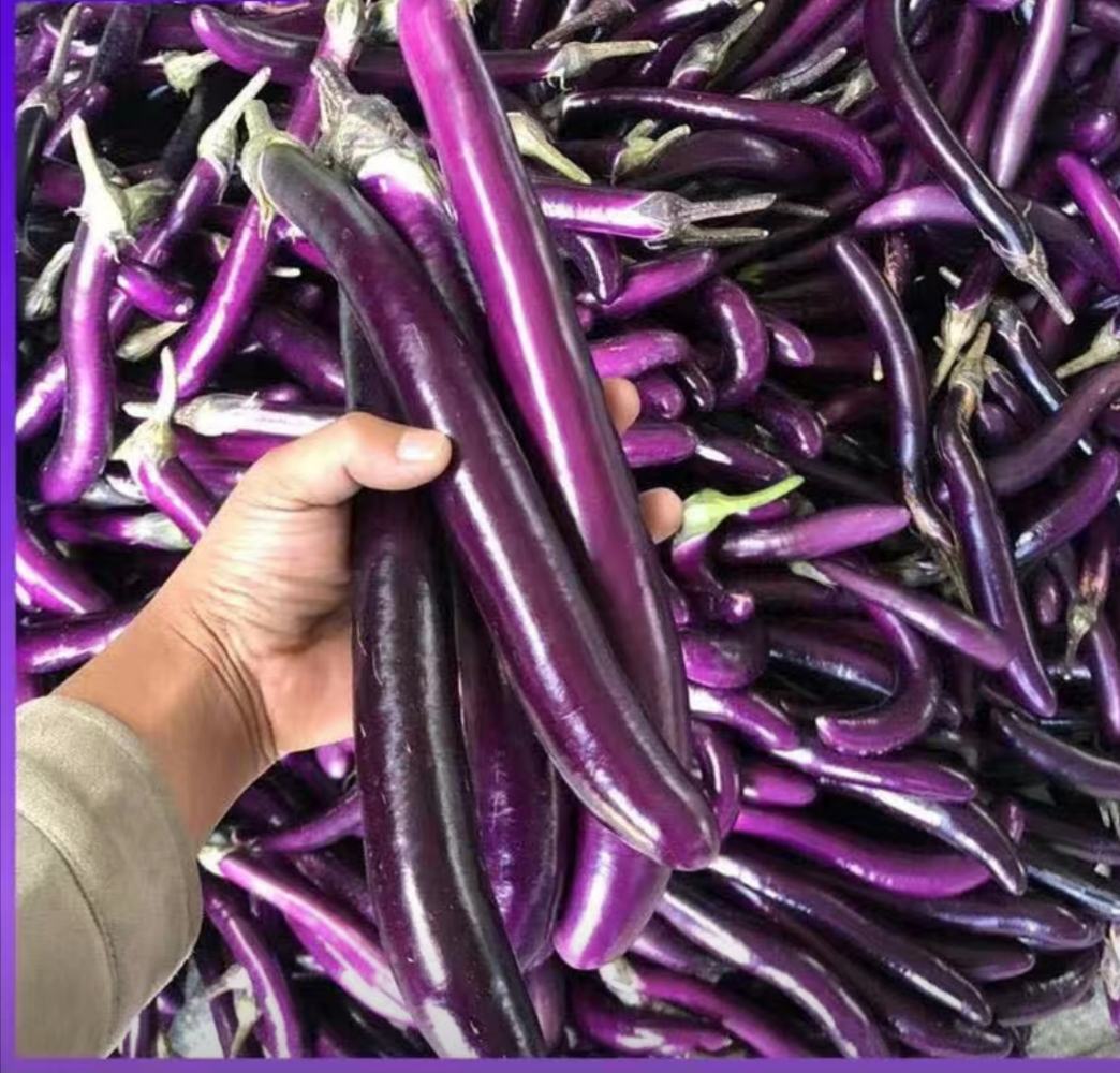 一个等边三角形图示,三个顶点分别标注为Brassica rapa(A基因组)、Brassica nigra(B基因组)、Brassica oleracea(C基因组)。三条边连接处标注异源四倍体物种:Brassica juncea(AB)、Brassica carinata(BC)、Brassica napus(AC)。图中用箭头表示基因组组合方向,配有简洁文字说明每种作物的染色体组成和常见名称 芸薹属三角关系示意图