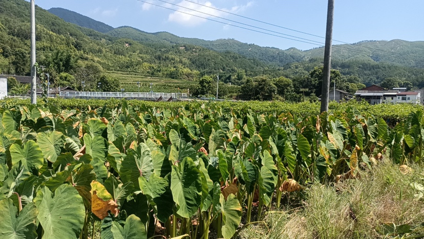 毛芋头薯蓣植株特写