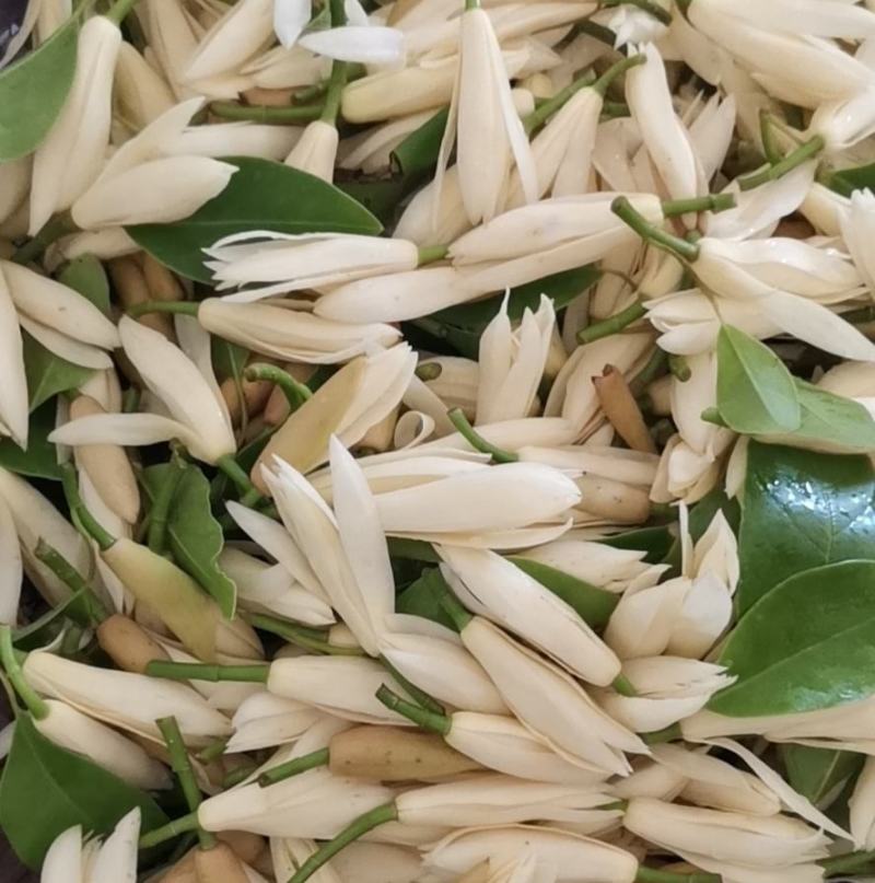 广西钦州灵山县玉兰花 20.00元/斤灵山白兰花玉