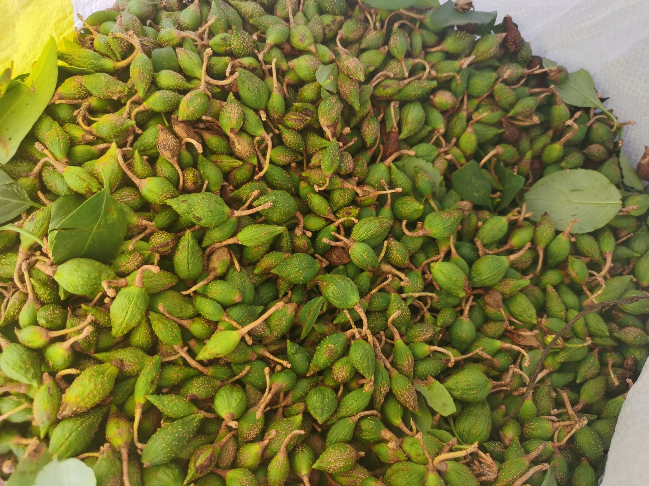 青翘连翘种植基地图
