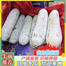 白皮冬瓜大量上市有需要客户提前联系产地直供