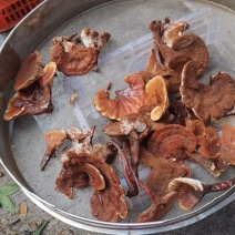 野生赤灵芝