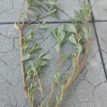 马齿菜