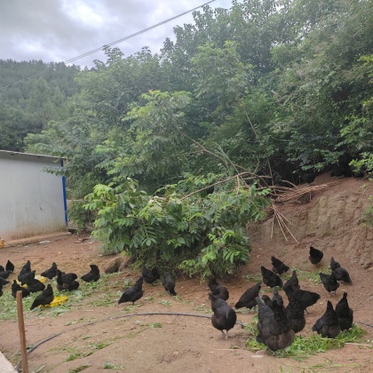 湖南郴州宜章县五黑鸡产地行情