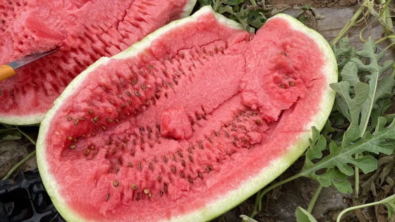 金蜜8号黄心西瓜切开特写