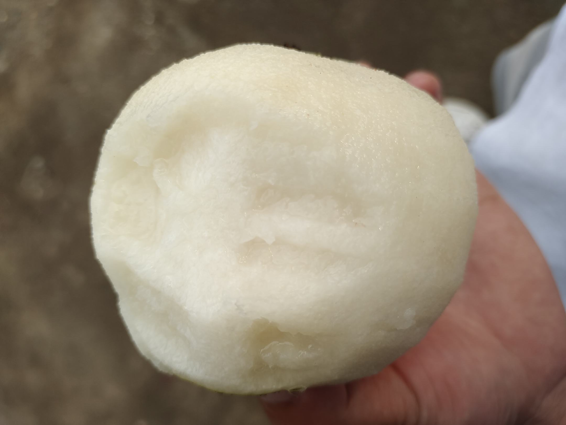 水晶梨果实特写,展示其晶莹剔透的果肉与光滑果皮 水晶梨果实特写