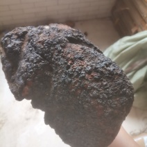 桦树茸