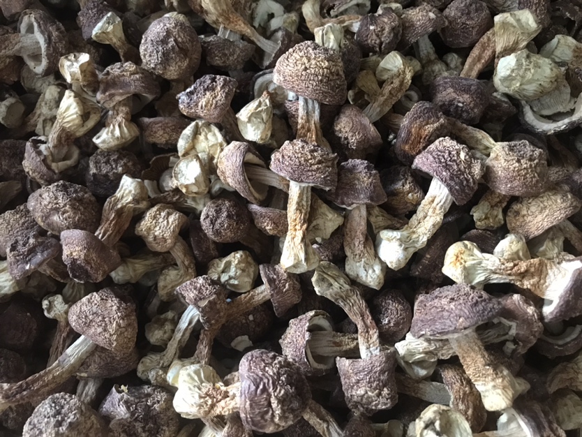 特写镜头下的干燥姬松茸,展示其完整的菌盖结构,颜色为深褐色,表面略有皱褶,菌褶清晰可见,排列均匀。背景为浅色木纹桌面,突出食材的天然质感 干燥姬松茸特写照片