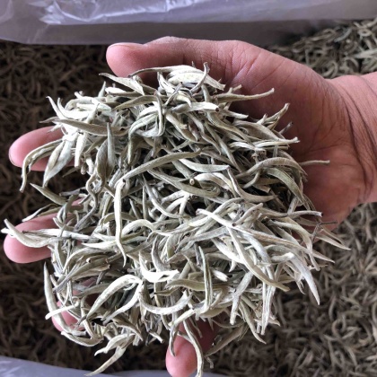 福建宁德霞浦县白毫银针产地行情