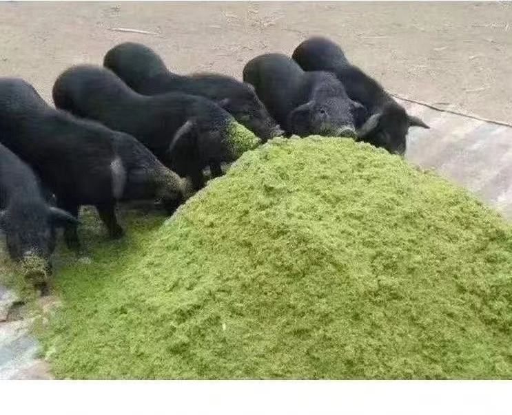 荷兰猪日常饮食结构示意图