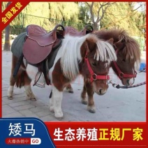 矮马景区观赏婚庆儿童教学舍特兰矮马德保矮马可拉马车