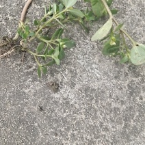 马齿节