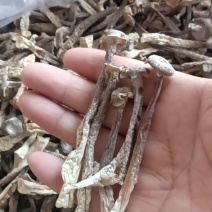 鹿茸菇，大货批发