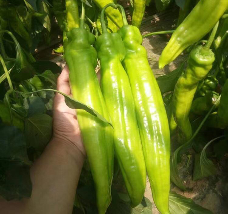 黄皮尖椒实物图