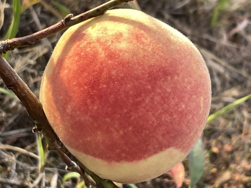 成熟的冬桃特写