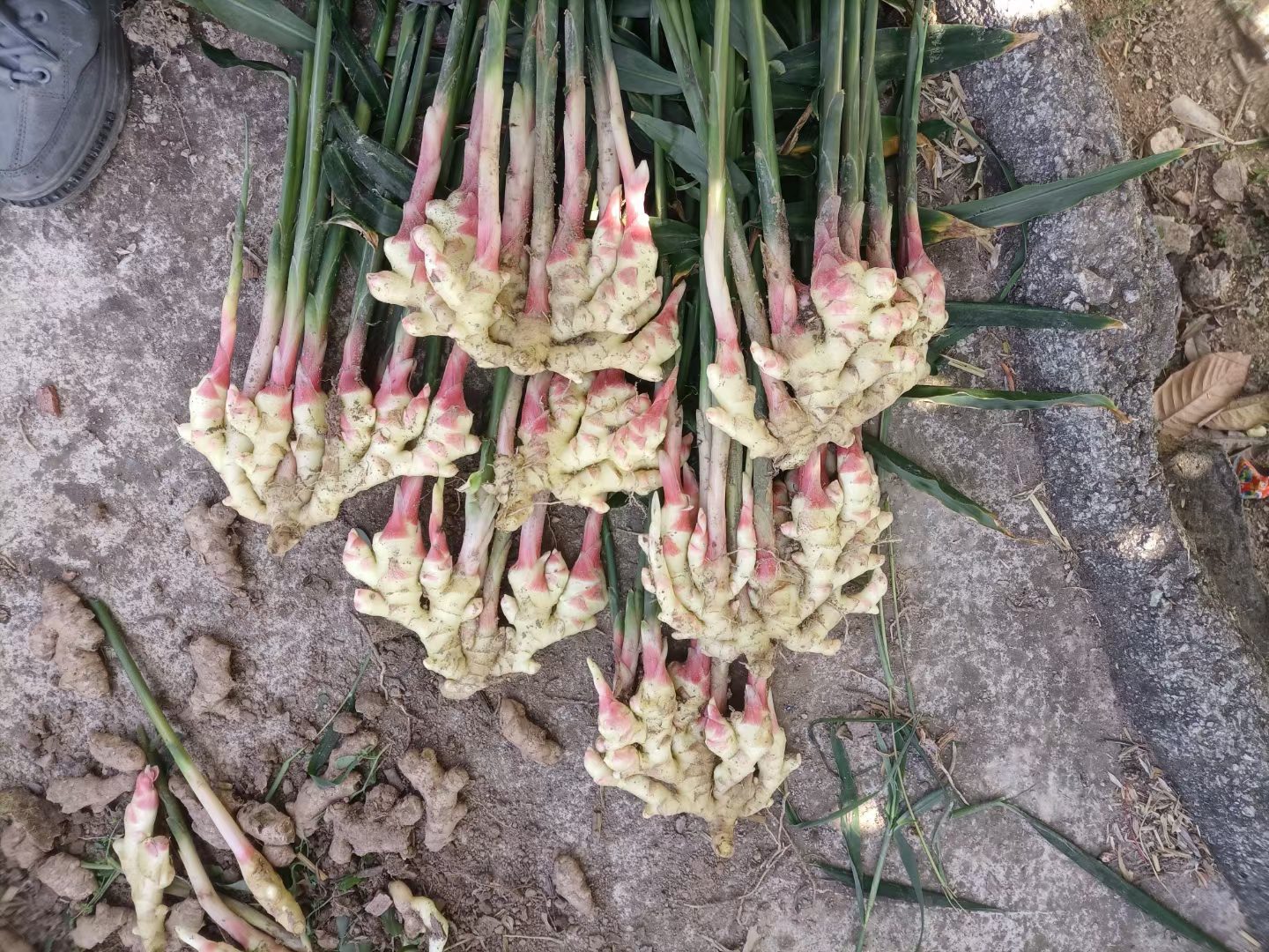 子姜不同品种对比图