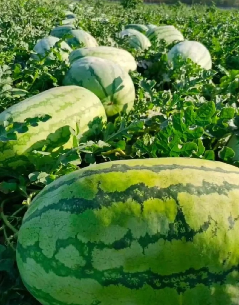 宁夏石头瓜大量上市产地直发包熟包甜耐运输