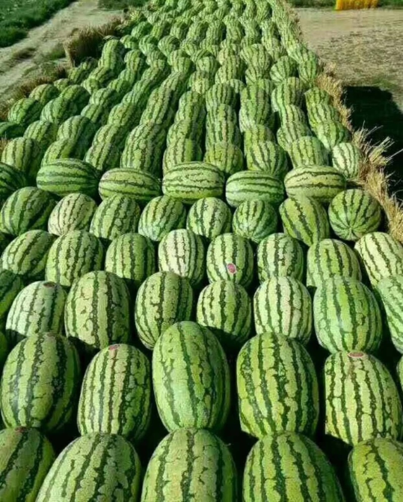 宁夏石头瓜大量上市产地直发包熟包甜耐运输
