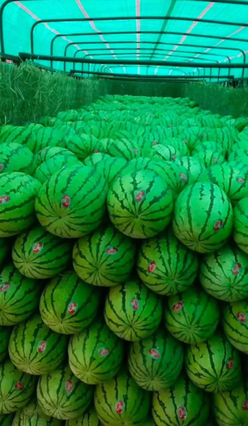 宁夏石头瓜大量上市产地直发包熟包甜耐运输