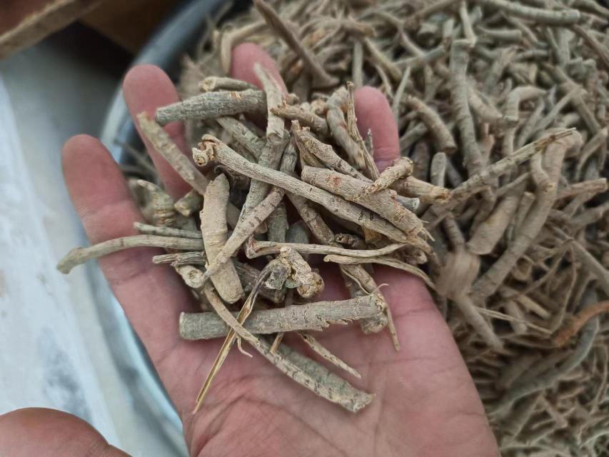 三七植物与根茎特写 三七植物与根茎特写