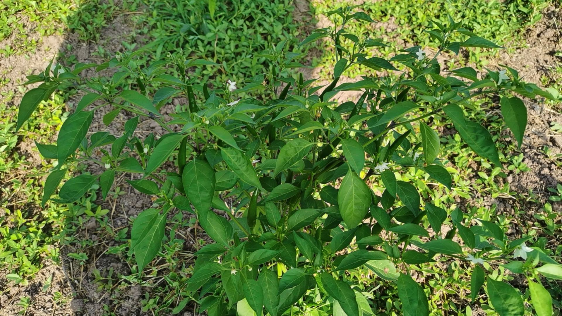 小米椒健壮秧苗特写