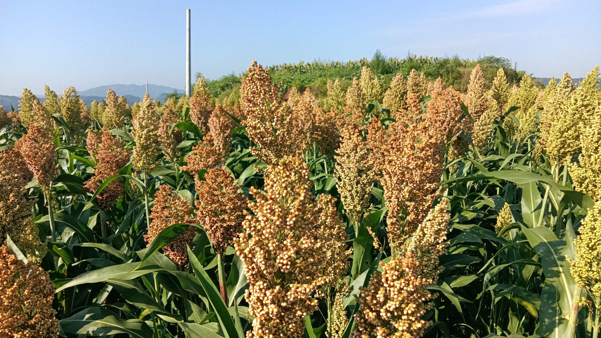 苏玉糯2号在田间生长良好,植株整齐,果穗饱满 苏玉糯2号田间种植场景